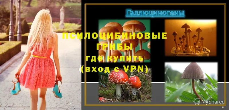 Псилоцибиновые грибы Psilocybine cubensis Баксан